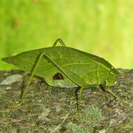 Image of Lesser Angle-winged Katydid