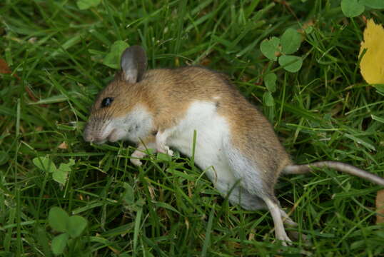 Image of Yellow-necked Field Mouse