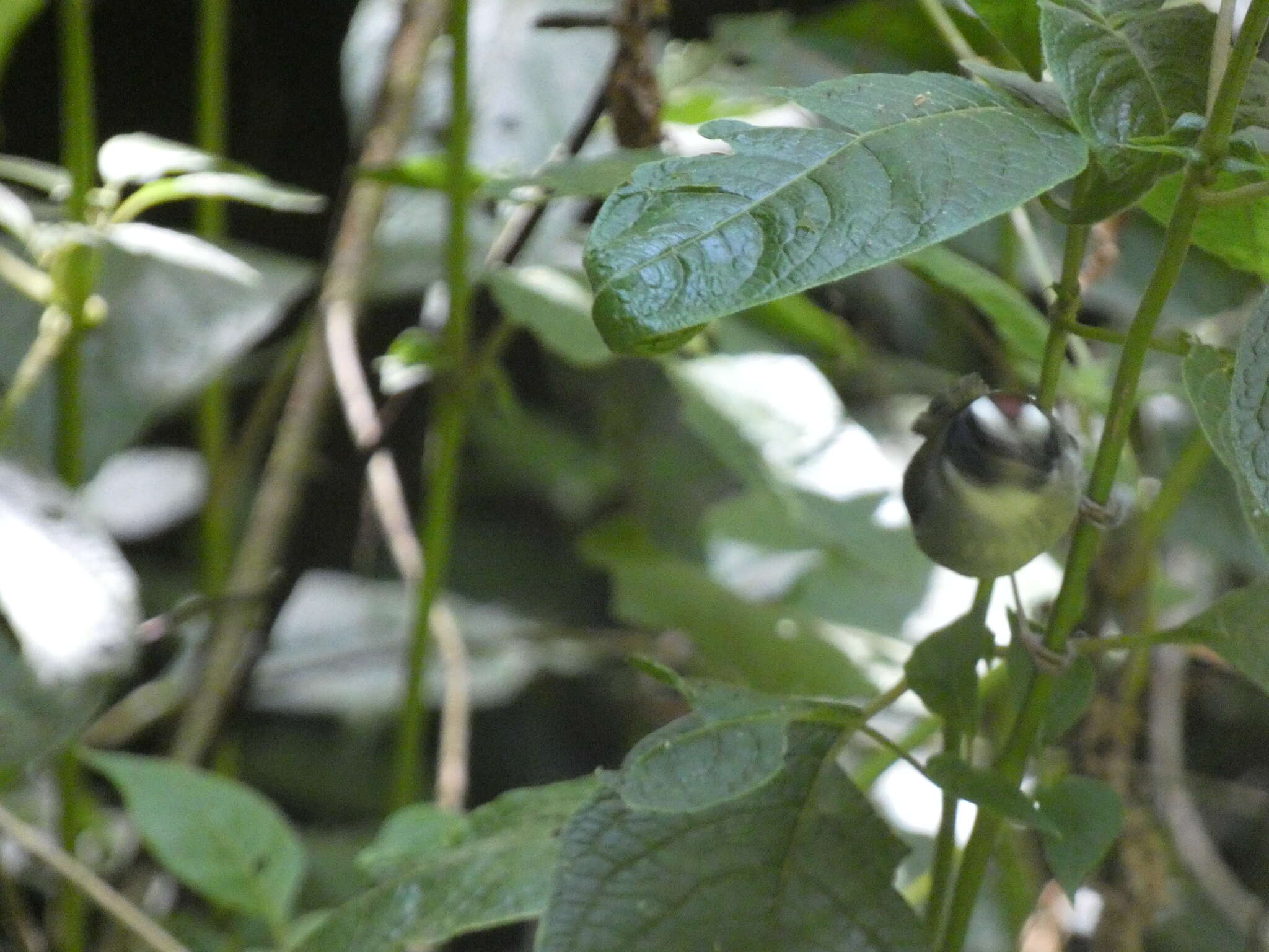 Image of Black-cheeked Warbler