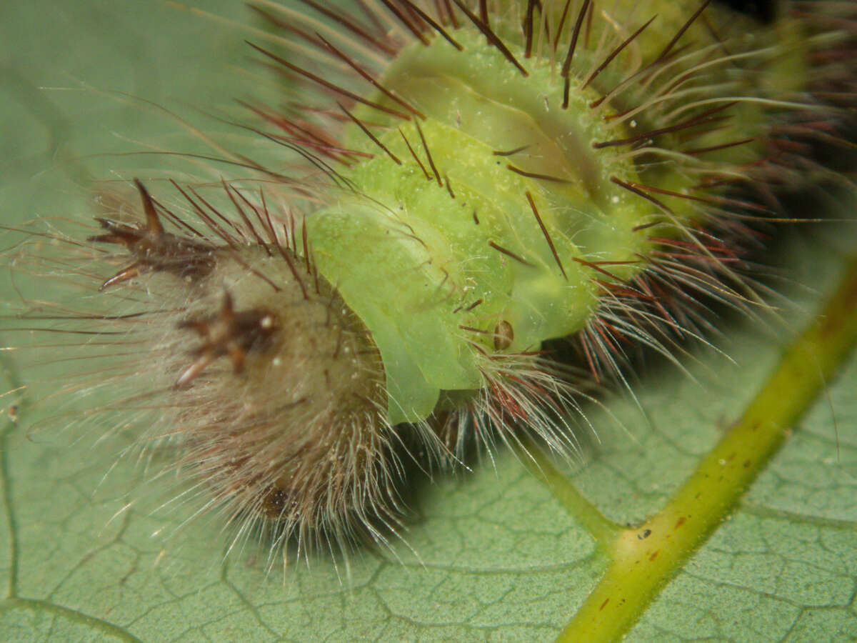 Imagem de Amathusia phidippus adustata Fruhstorfer 1904