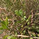 Image of Osteospermum moniliferum subsp. septentrionale (Norl.) J. C. Manning & Goldblatt