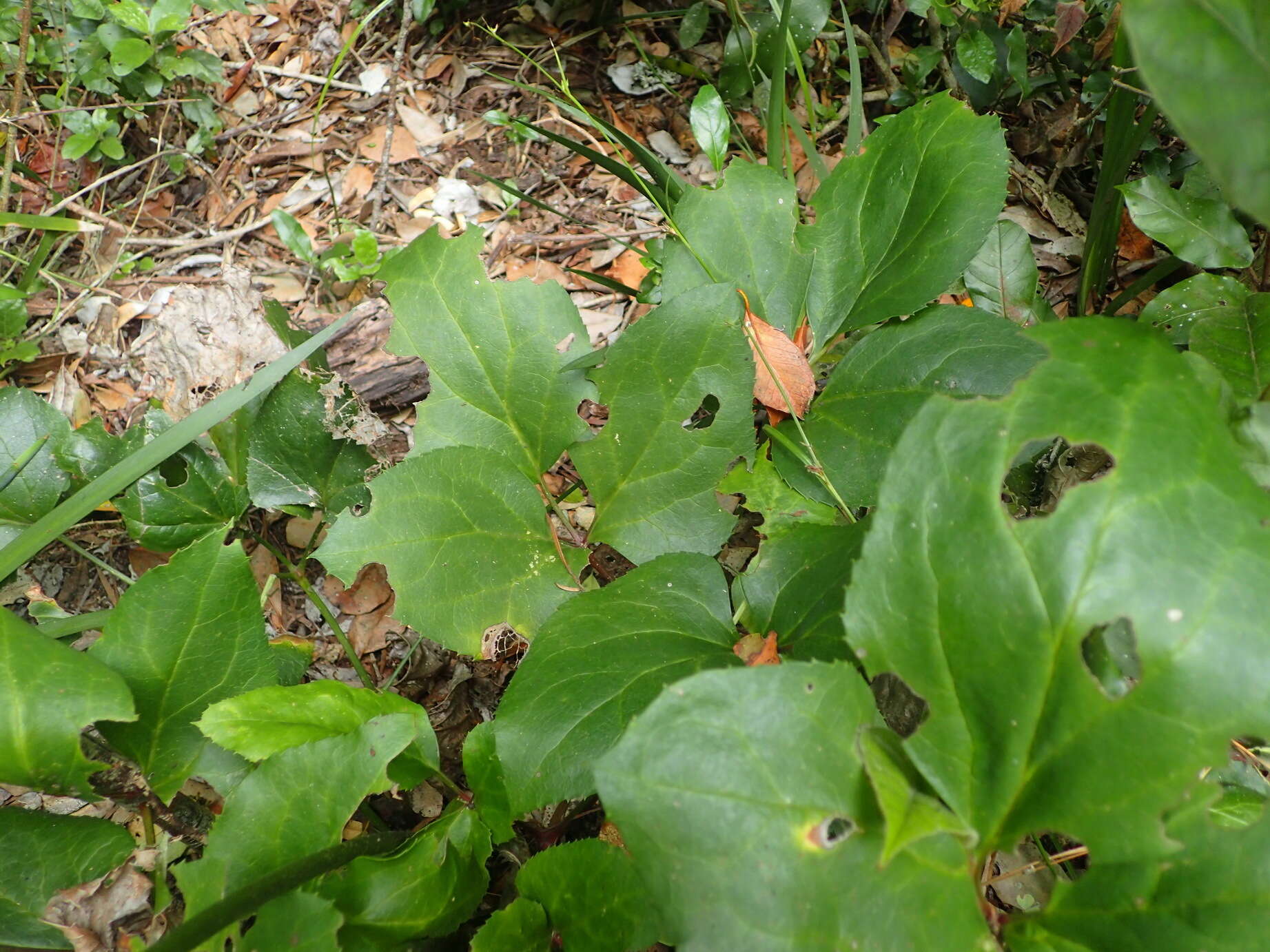 Image of Knowltonia vesicatoria subsp. grossa H. Rasmussen