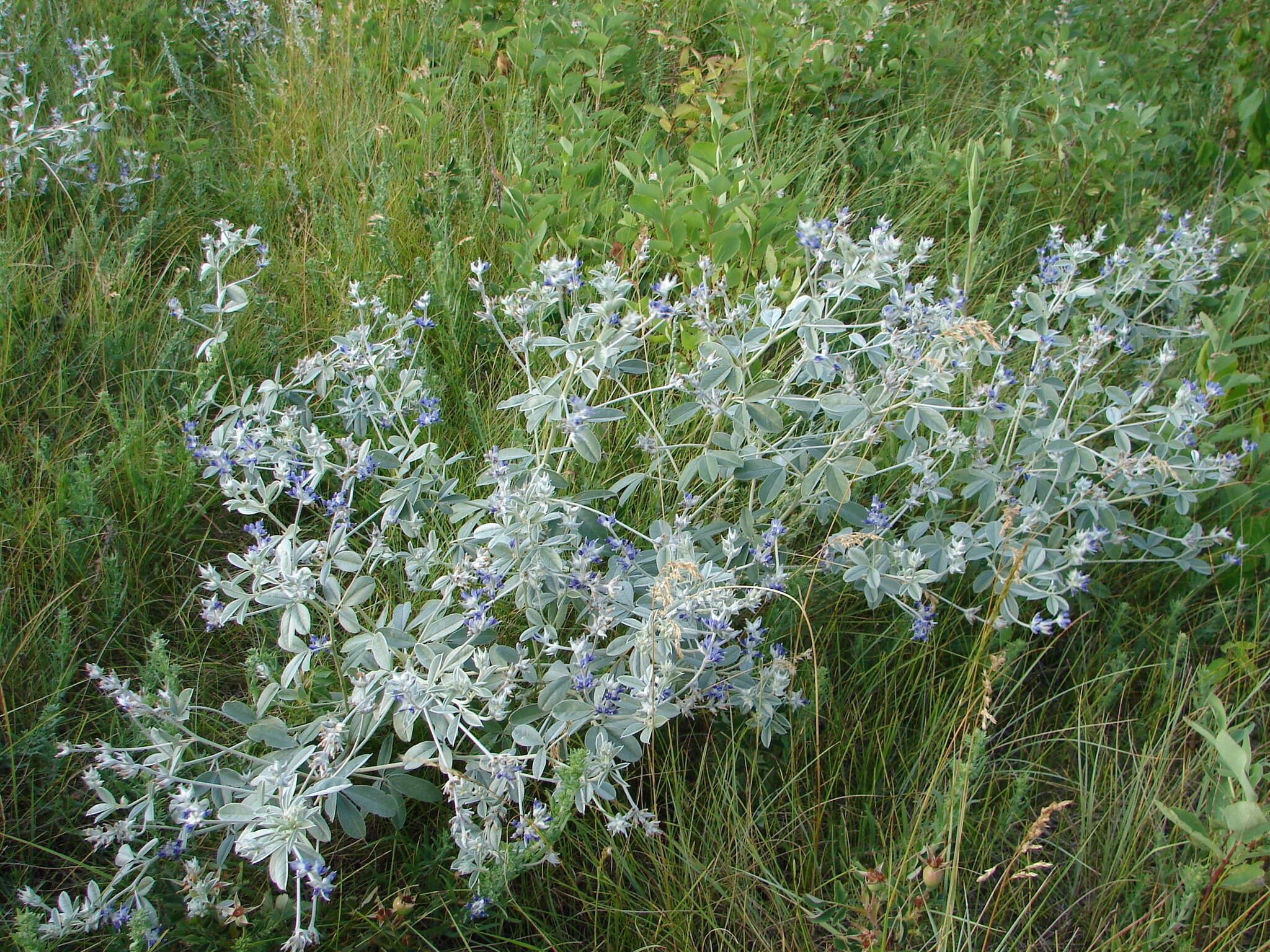 Plancia ëd Psoralea argophylla Pursh