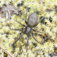 Image of Gnaphosa montana (L. Koch 1866)