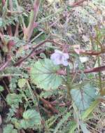 Image of longstalk phacelia