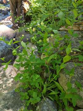 Image of canyon clover