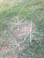 Image of Mexican windmill grass