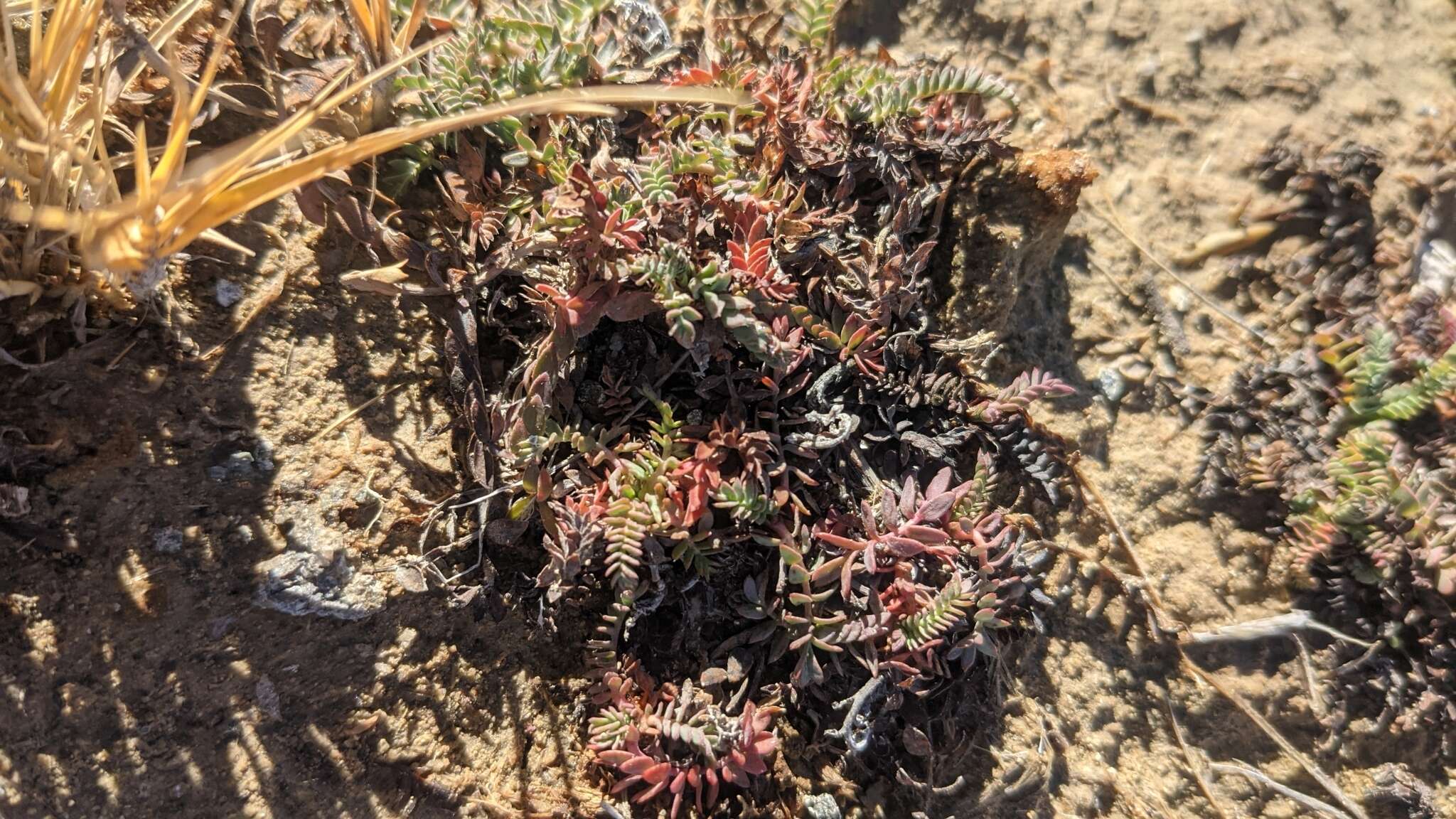 Image of Soldier Meadows Cinquefoil