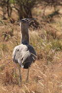 Image of Kori Bustard