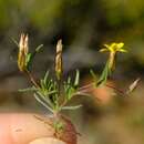 Image of Leysera tenella DC.