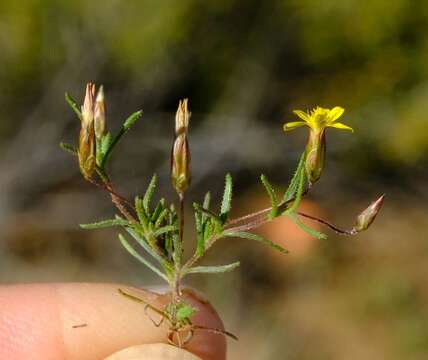 Image of Leysera tenella DC.