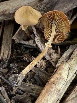 Image of Conocybe rugosa (Peck) Watling 1981