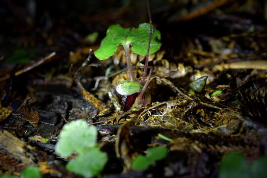 Image of Corybas sanctigeorgianus Lehnebach