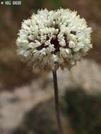 Image of Allium carmeli Boiss.