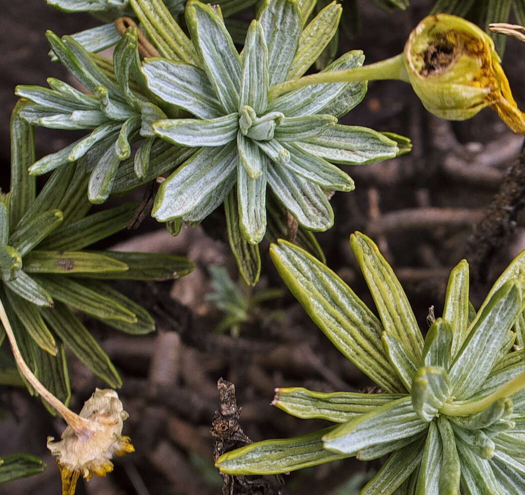 Image of Euryops acraeus M. D. Henderson