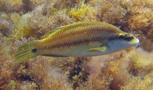 Image of East Atlantic Peacock Wrasse