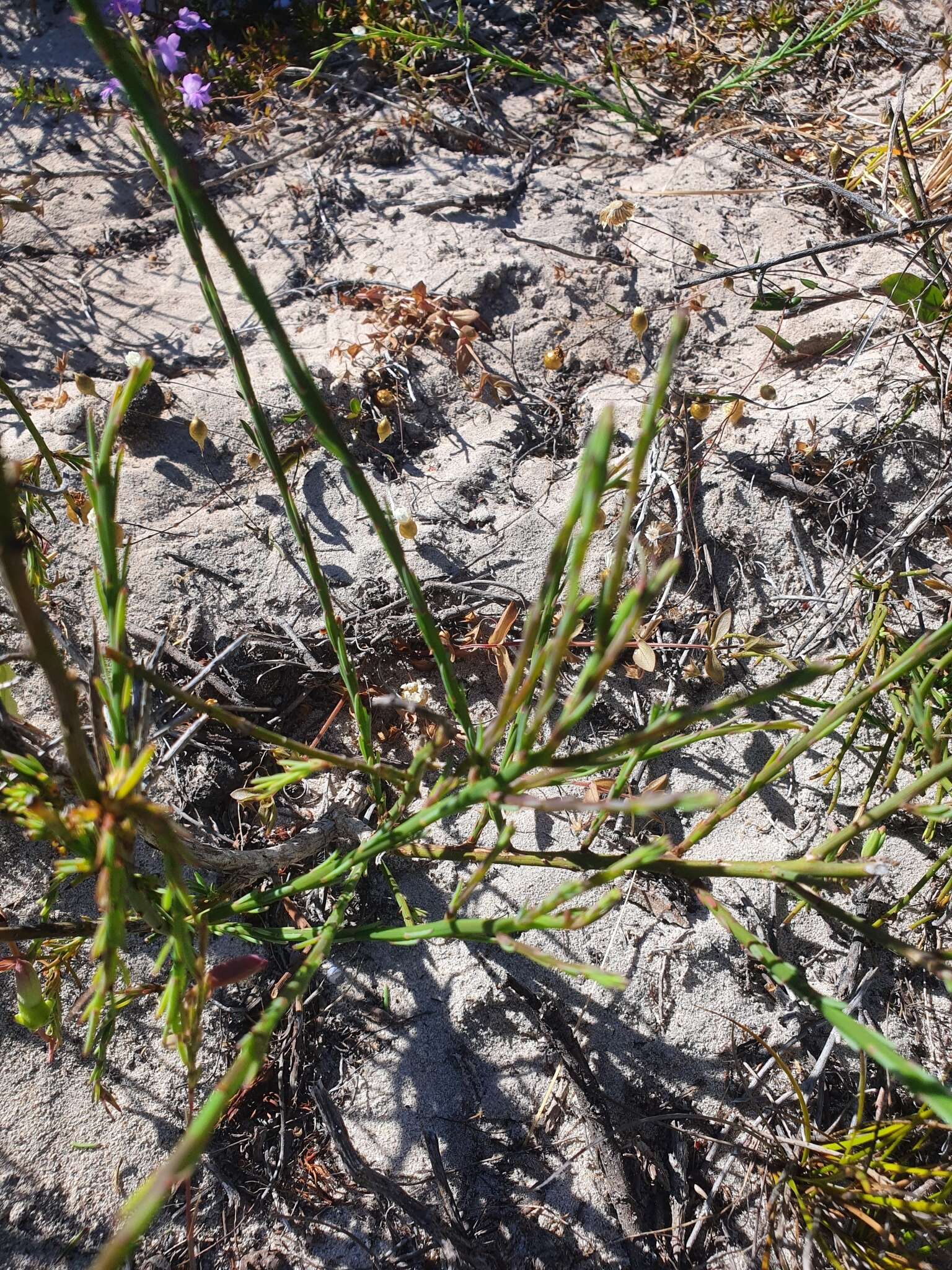 Image of Yellow Leschenaultia