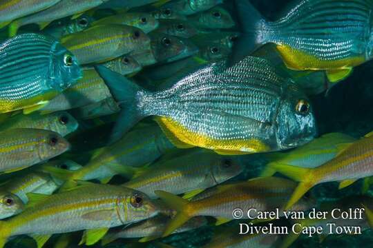 Image of Bigeye stumpnose