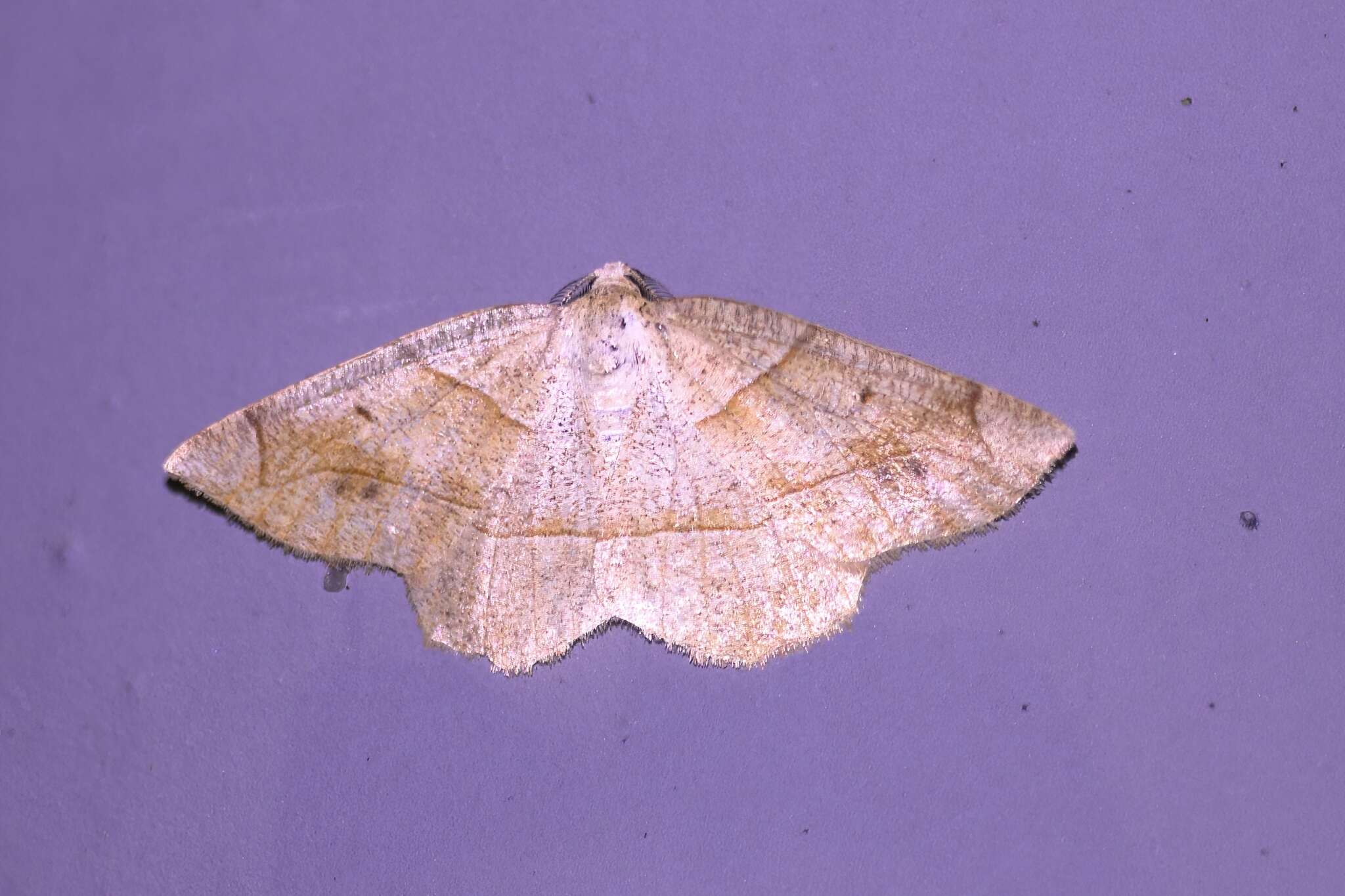 Image of Endropiodes indictinaria Bremer 1864