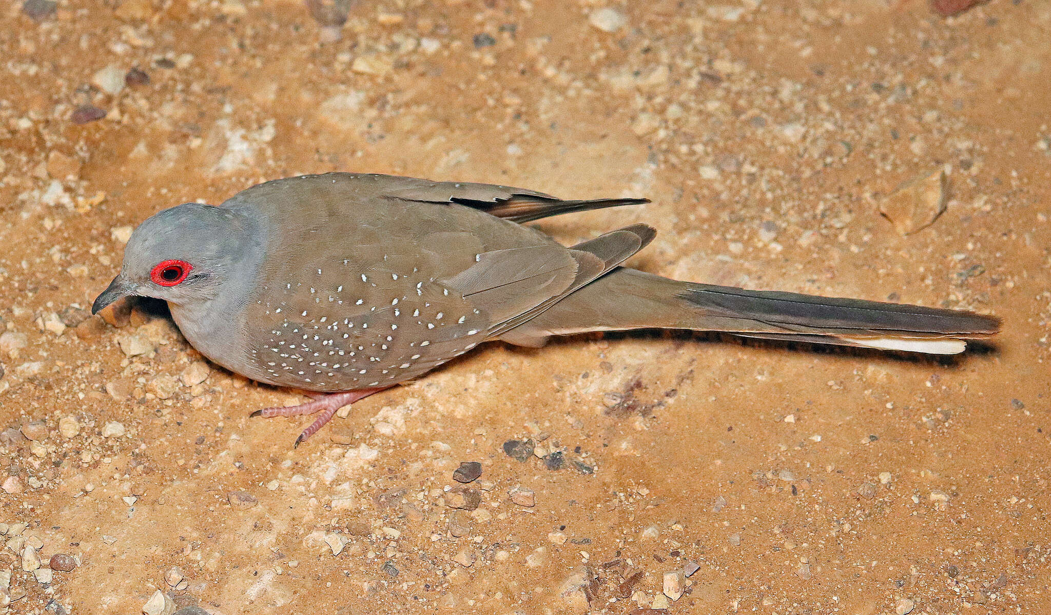 Image of Diamond Dove