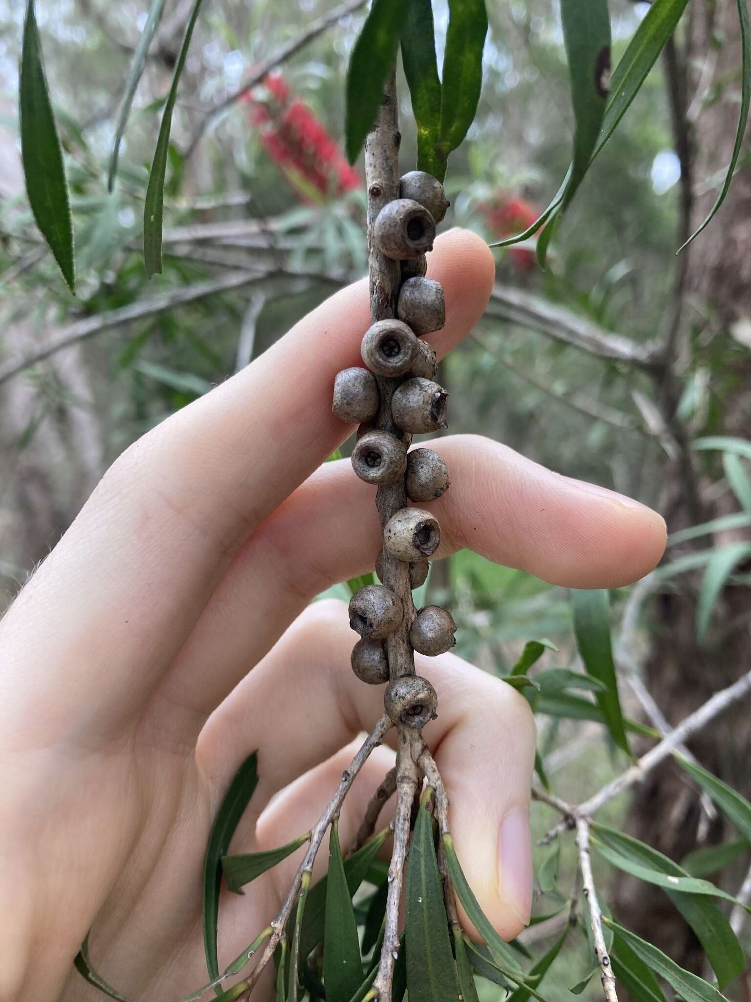 Sivun Callistemon linearifolius (Link) DC. kuva