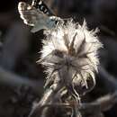 Image of Spialia doris Walker 1870