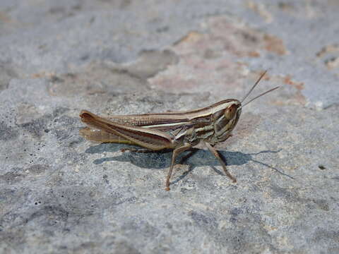 Image of Euchorthippus chopardi Descamps 1968