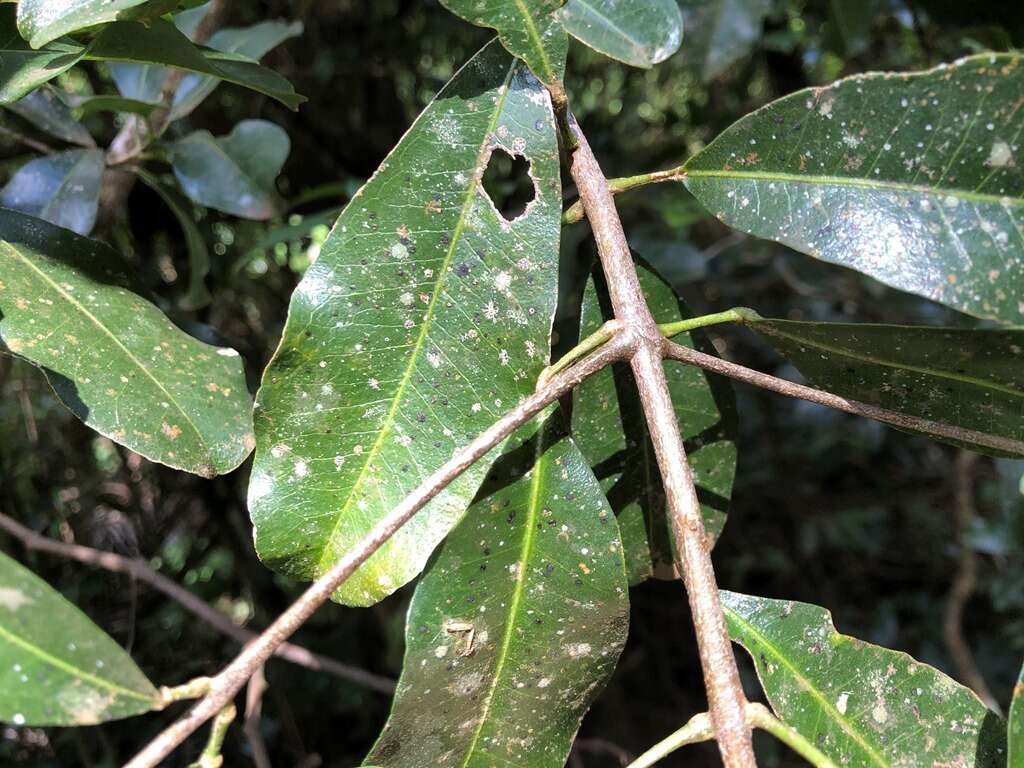 Melicope micrococca (F. Müll.) T. G. Hartley resmi