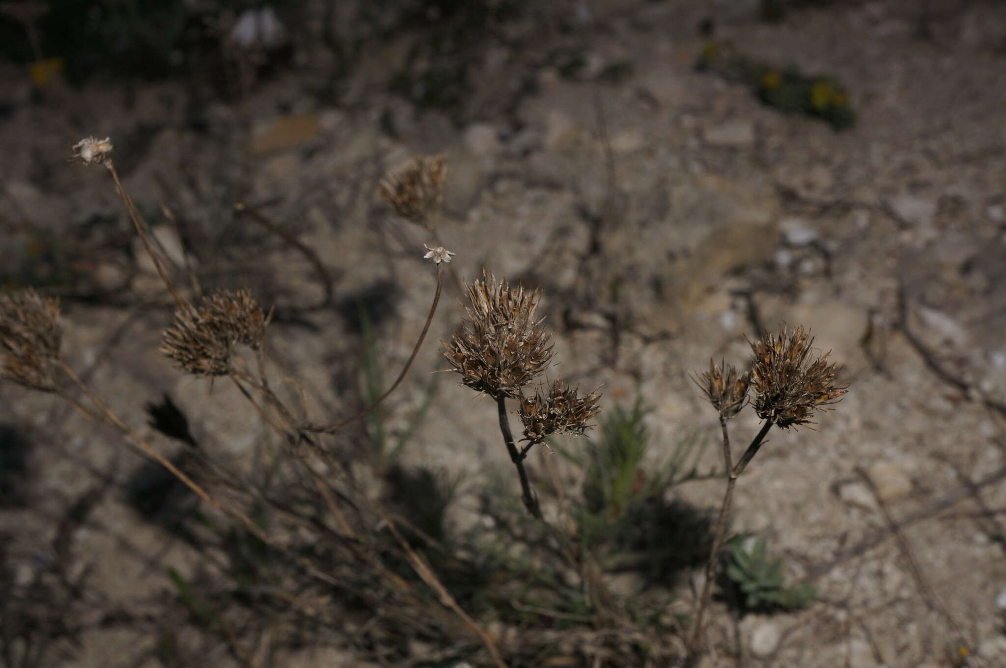 Image of Dianthus pseudarmeria M. Bieb.