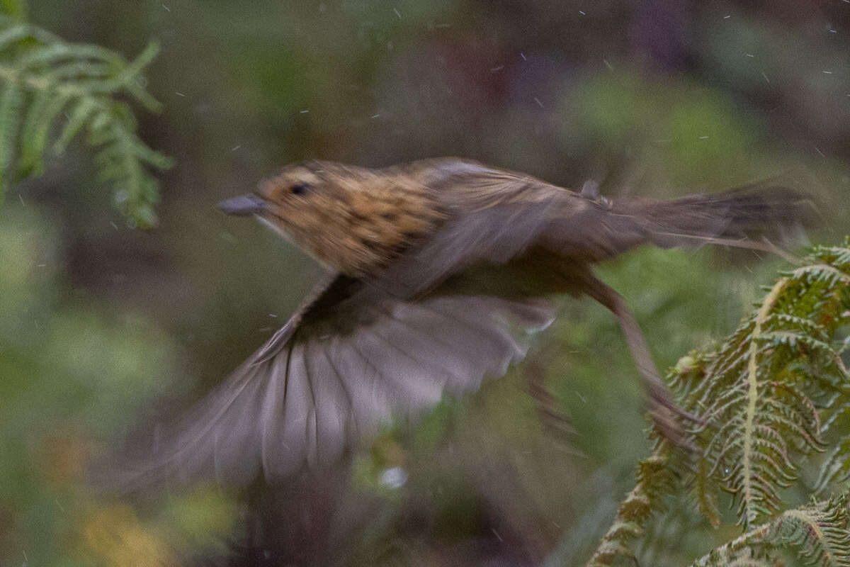 Image of Nilgiri Pipit