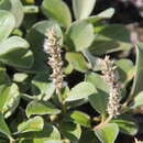 Salix reptans Rupr.的圖片