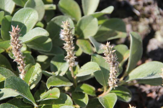 Image of Salix reptans Rupr.