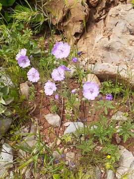 Image of Tuberous Cranesbill