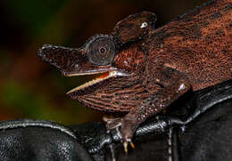 Image of Rwenzori Plate-nosed Chameleon