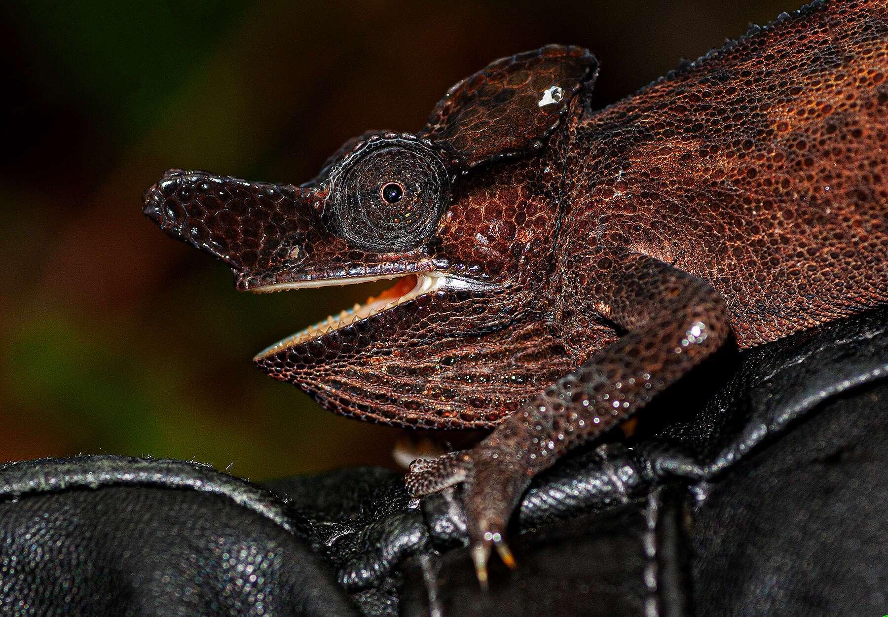 Image of Rwenzori Plate-nosed Chameleon