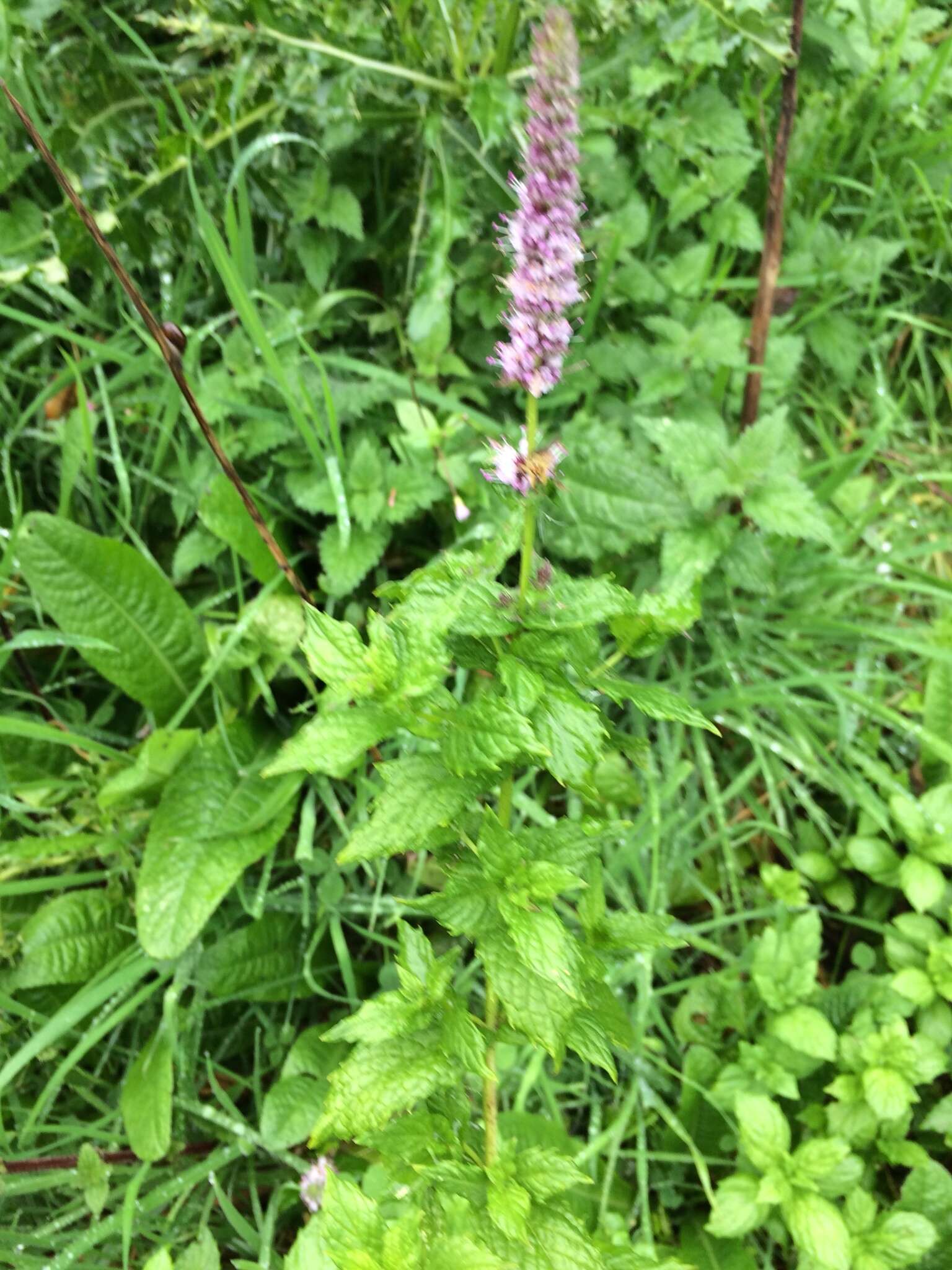 Image of Garden mint