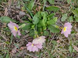 Image of Primula acaulis subsp. rubra (Sm.) Greuter & Burdet