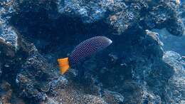 Image of Dotted Wrasse