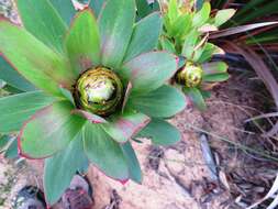 Image de Leucadendron sessile R. Br.