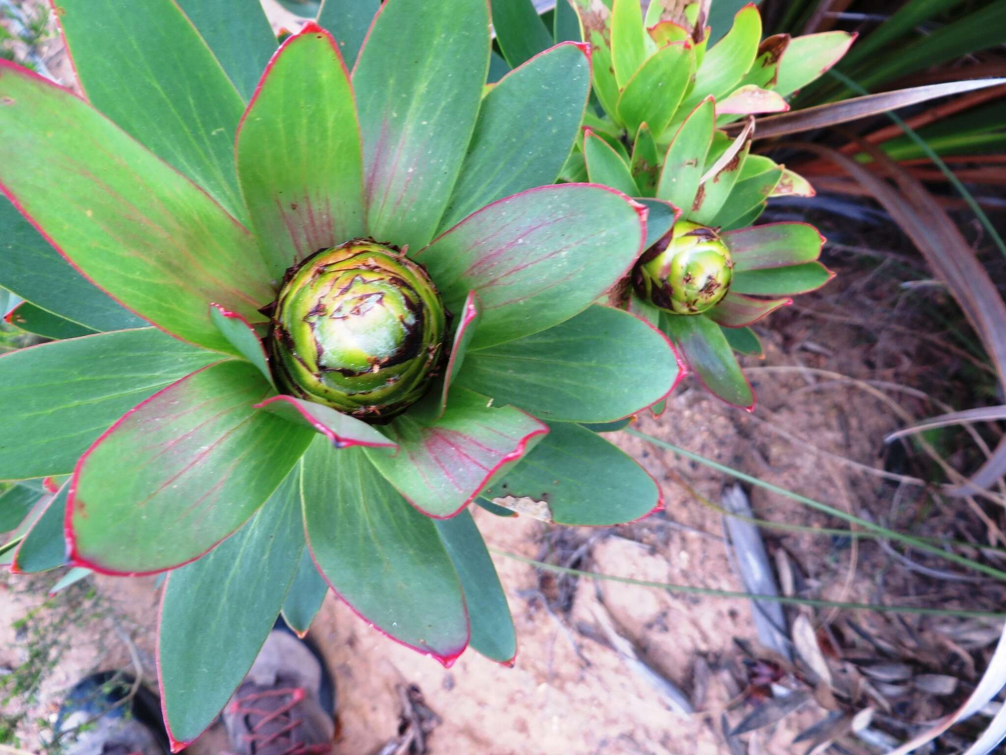 Image de Leucadendron sessile R. Br.