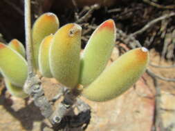 Image of Cotyledon tomentosa subsp. ladismithiensis (V. Pölln.) Tölken