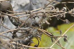 Image of Blackbelly Garter Snake