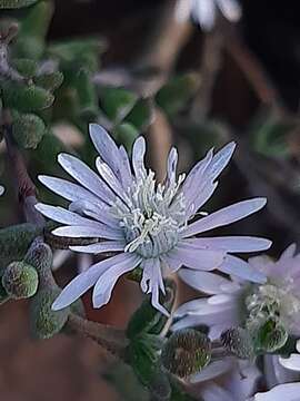 Imagem de Drosanthemum vespertinum L. Bol.