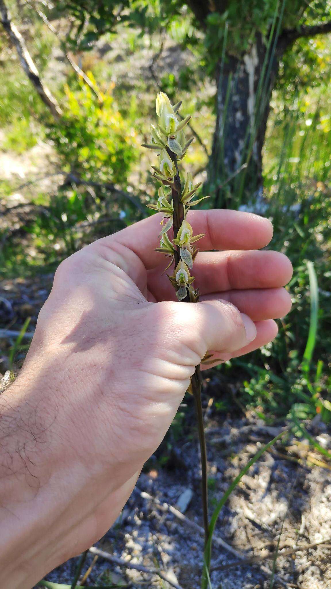 Imagem de Prasophyllum elatum R. Br.