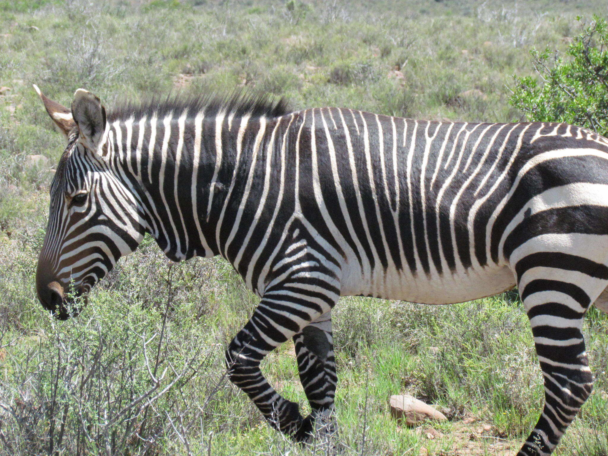 Image of Cape mountain zebra