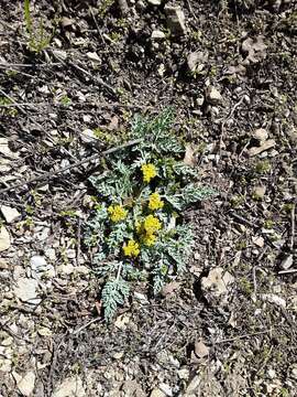 Plancia ëd Aulospermum longipes (S. Wats.) Coult. & Rose