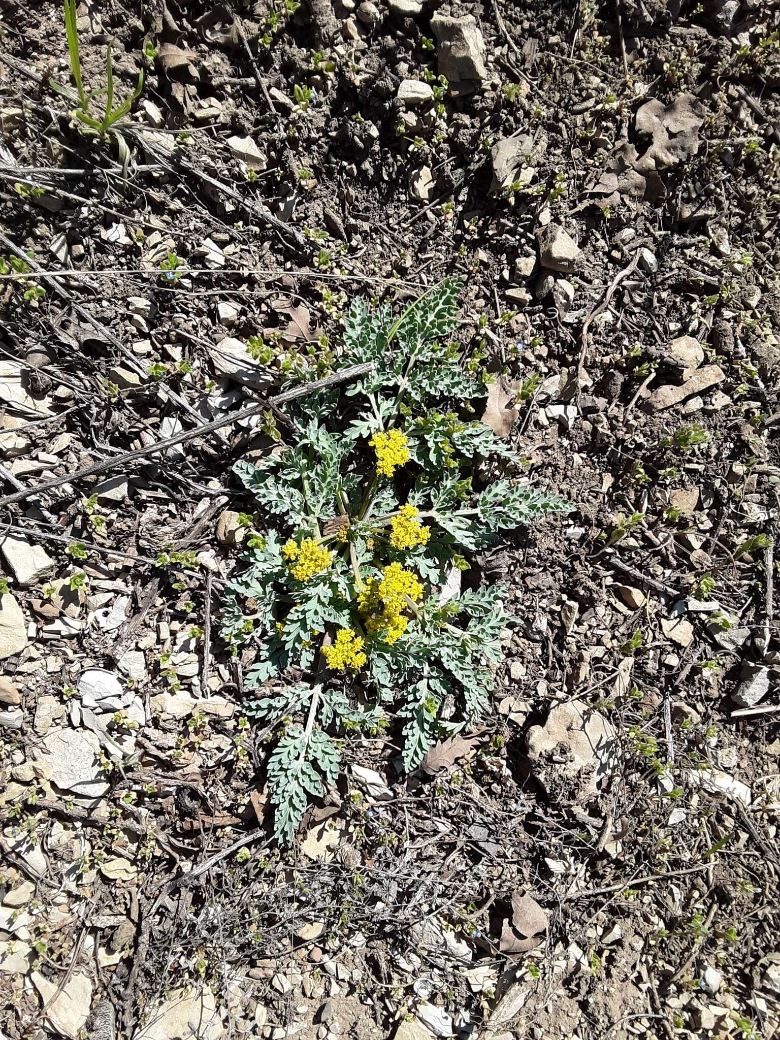 Plancia ëd Aulospermum longipes (S. Wats.) Coult. & Rose