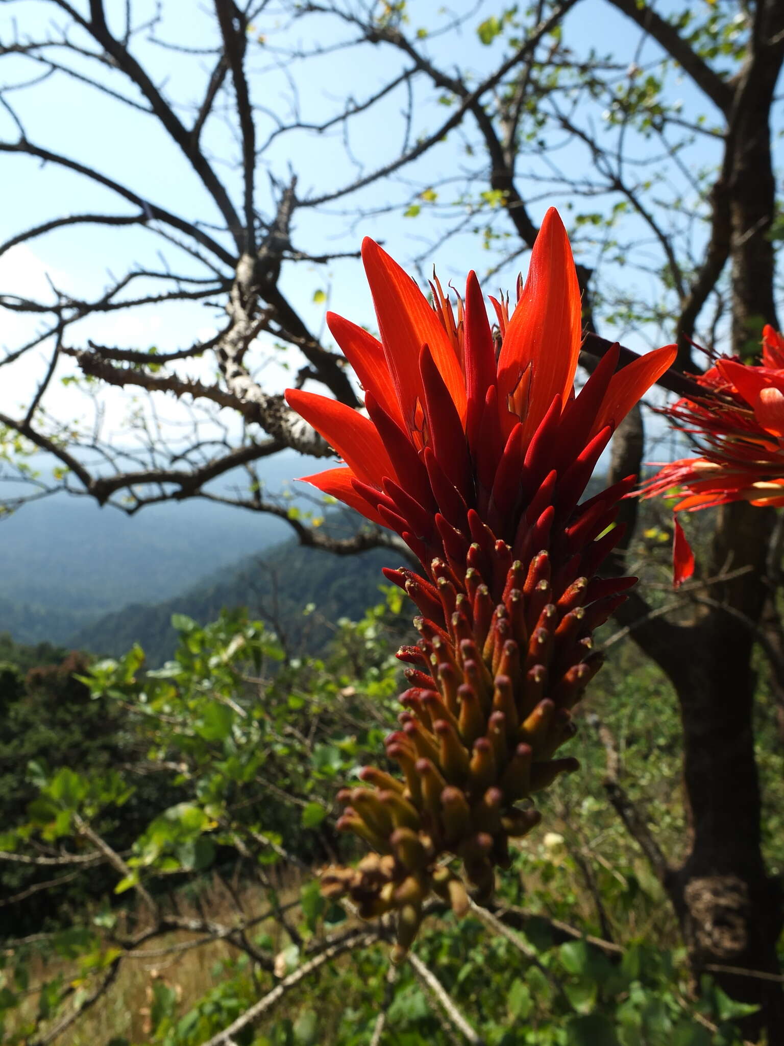 Image of Erythrina stricta Roxb.