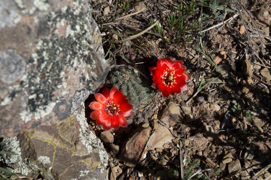 Image of Aylostera steinmannii