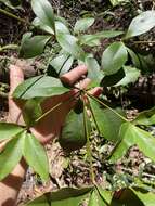 Image of Alyxia ilicifolia subsp. magnifolia (Bailey) P. I. Forster